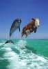 dolphin-cow.jpg