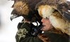 hunting_with_eagles_0013.jpg