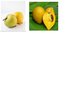 Tanzanian Zaitun fruit_Canistel.jpg