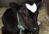 cow-valentine-day.jpg