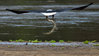 lv_eagle_crocodile_dm_121010_wmain.jpg