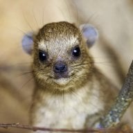 Hyrax