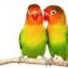 Lovebird