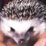 Hedge-hog