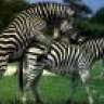 Quagga