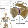 Glenohumeral joint