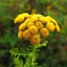 Tansy