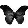 Black Butterfly