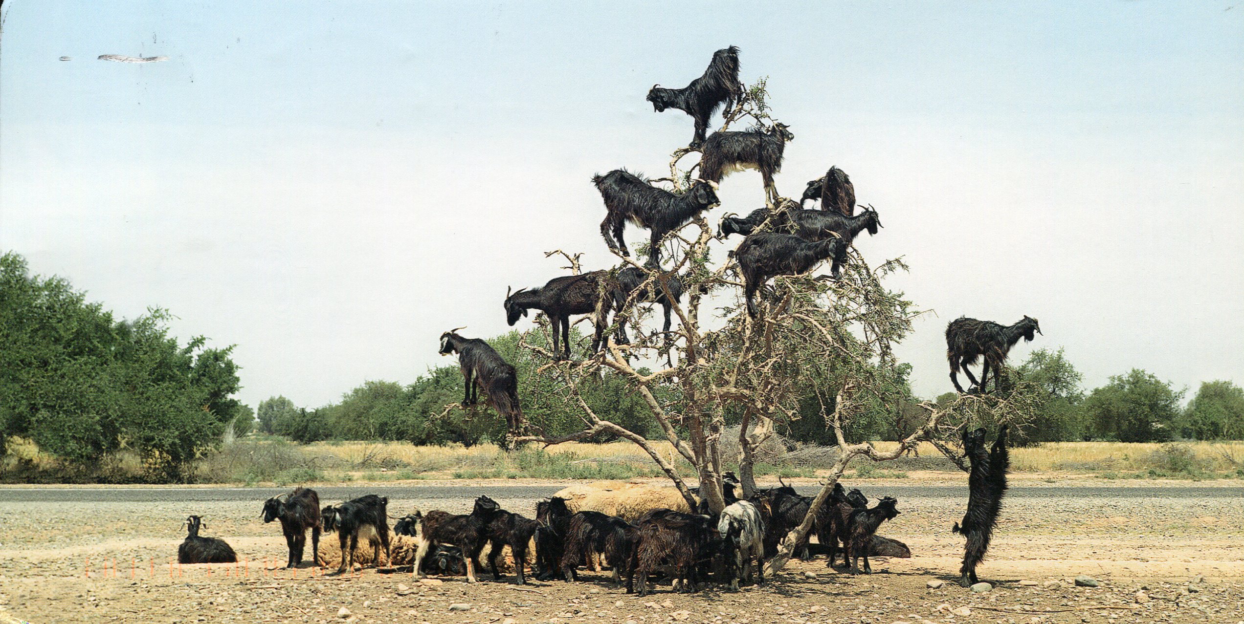 germany-goats-in-a-tree.jpg