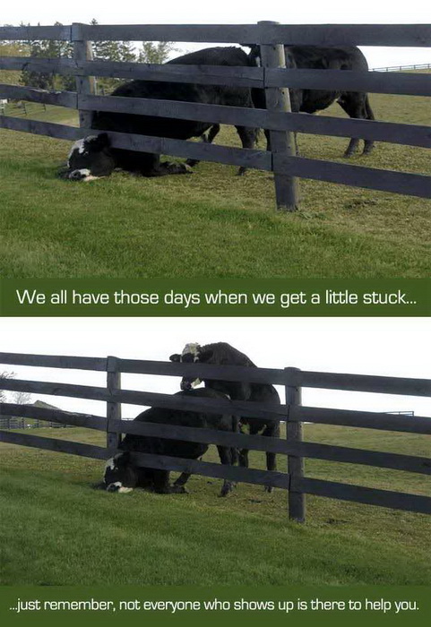 cow-stuck-in-fence-bull-help-you-funny-meme.jpg