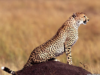 cheetah%2B9.jpg