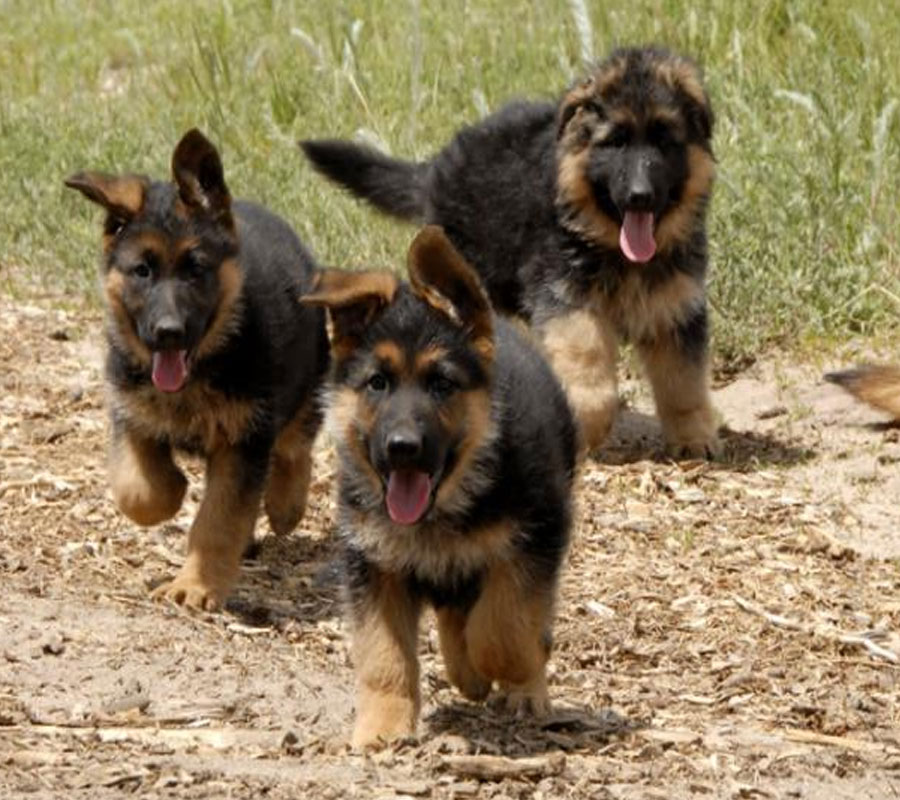 cute-German_Shepherd_Puppies_Pictures.jpg