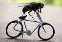 fly%2Bon%2Bbicycle.jpg