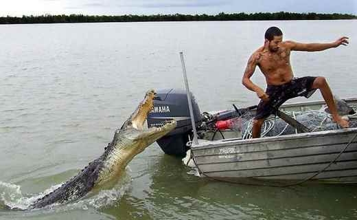 Crocodile+attack+Australia+2008.jpg