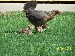 Red_Jungle_Fowl_Hen_148203246_std.jpg