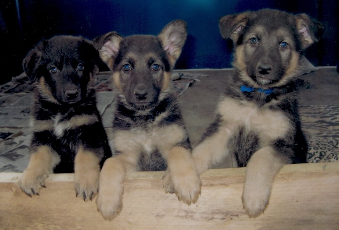 German-Shepherd-puppies-puppies-9725981-1100-747.jpg