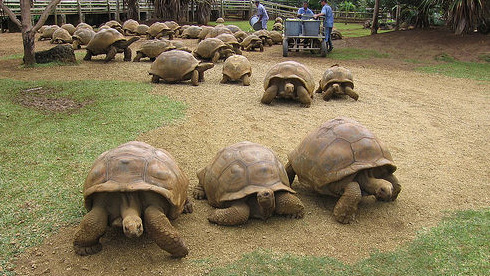 aldabra-giant-tortoises.jpg