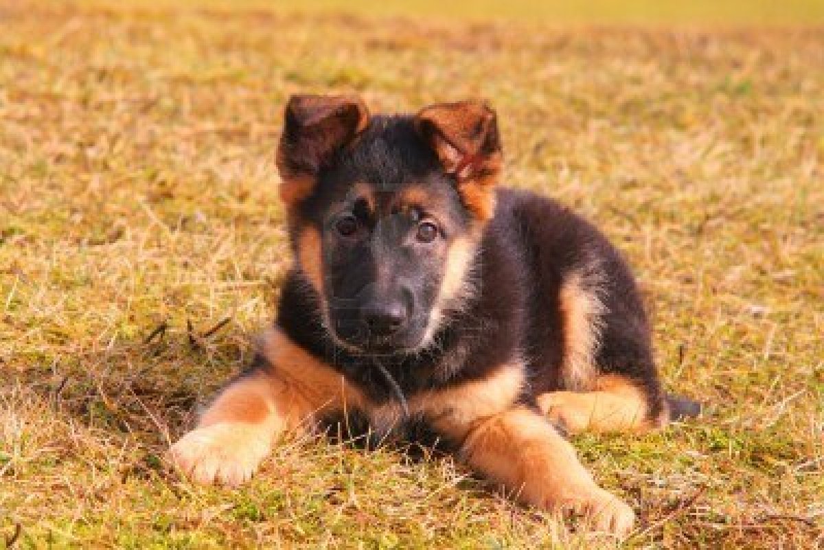 5014048-portrait-of-a-german-shepherd-puppy.jpg