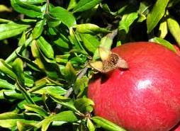 Pomegranate+leaves+can+help+curing+epilepsy+as+per+indian+traditional+medicines+ayurveda.JPG