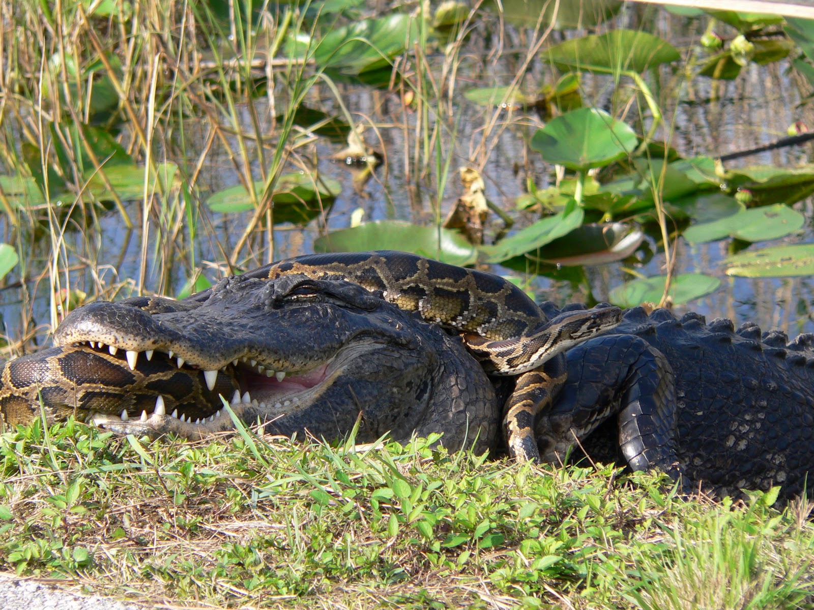 Alligator+eating+python.jpg