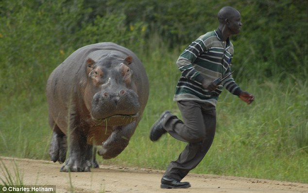 Hippo+attack+Uganda.jpg