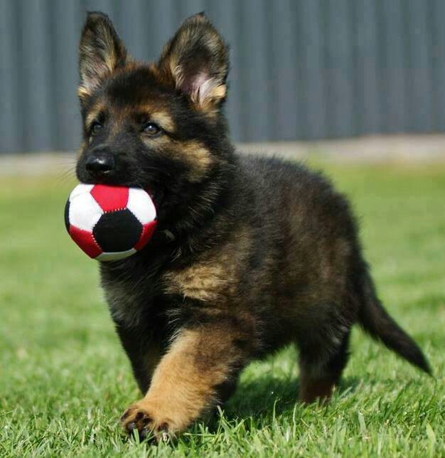 Cute-german-shepherd-Puppy-Playing.jpg