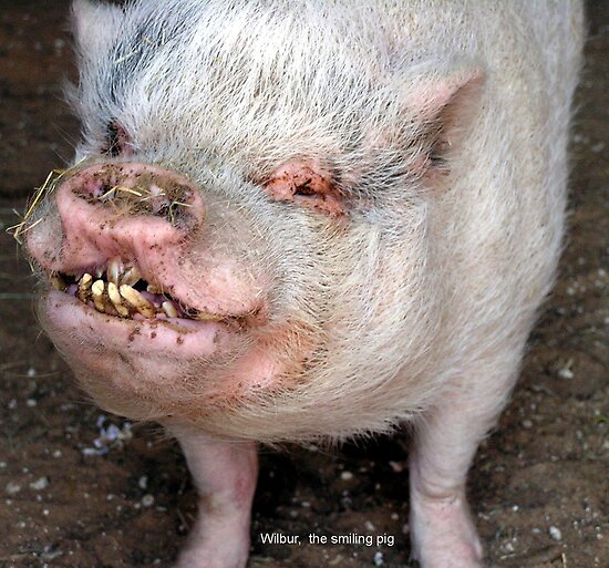 work.443631.8.flat,550x550,075,f.wilbur-the-smiling-pig.jpg