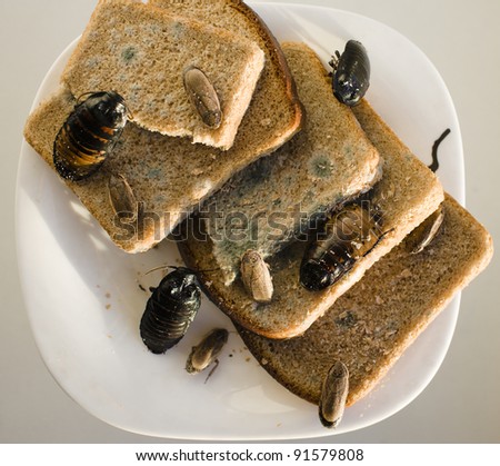 stock-photo-bread-on-dish-infested-with-roaches-and-mold-91579808.jpg