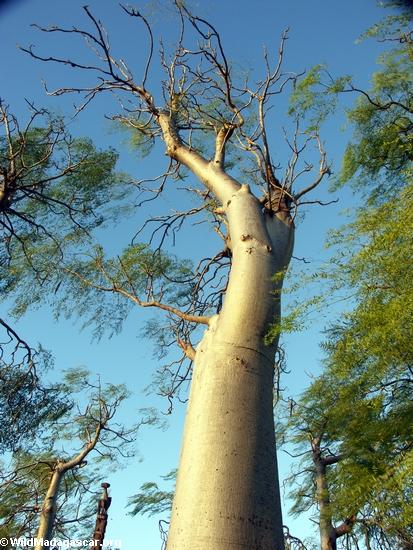 berenty_baobab_0016.jpg