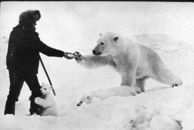 polar_bears_00.jpg