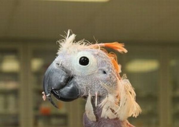 bald_cockatoo_00.jpg