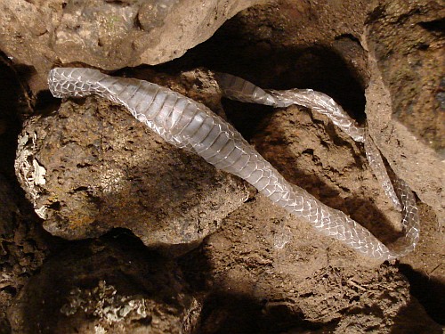 shed-snake-skin-top-view.jpg