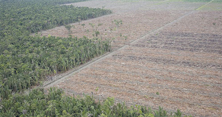 Palm_Oil_Deforestation.jpg