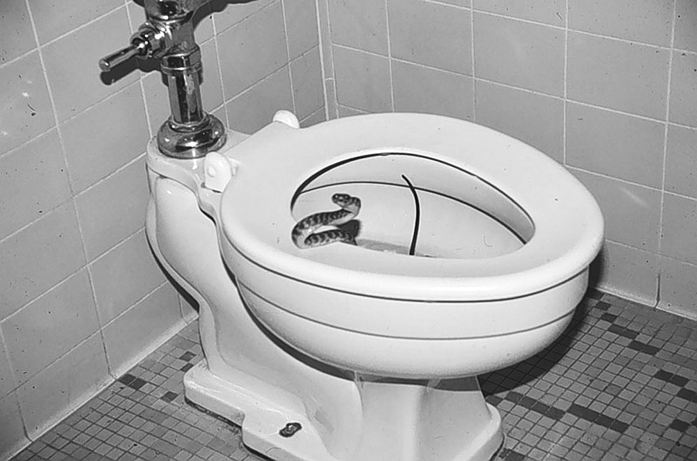 toilet-snake.gif