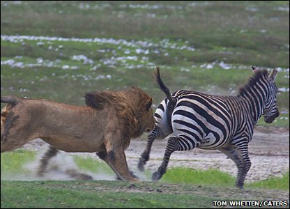 _51925769_lion-chases.jpg