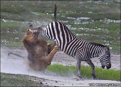 _51925775_zebra-kicks-lion.jpg