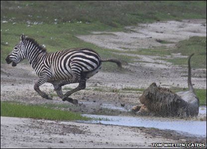 _51925777_zebra-escapes.jpg