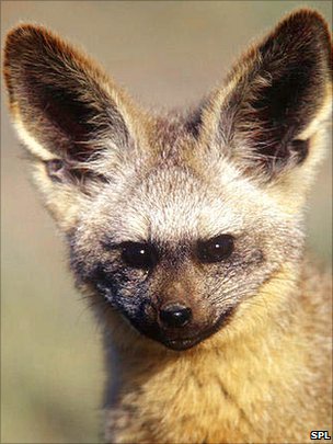 _53670890_bat-eared_fox_otocyon_megalotis_-spl.jpg