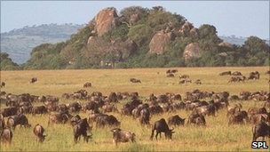 _53671505_z9560063-wildebeest-spl.jpg