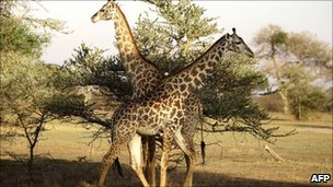 _53808100_giraffe_afp.jpg