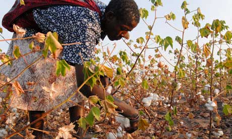 Tanzania--woman-harvest-o-007.jpg