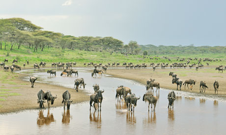 Migrating-wildebeest-in-t-010.jpg