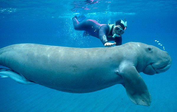 dugong&homme.jpg