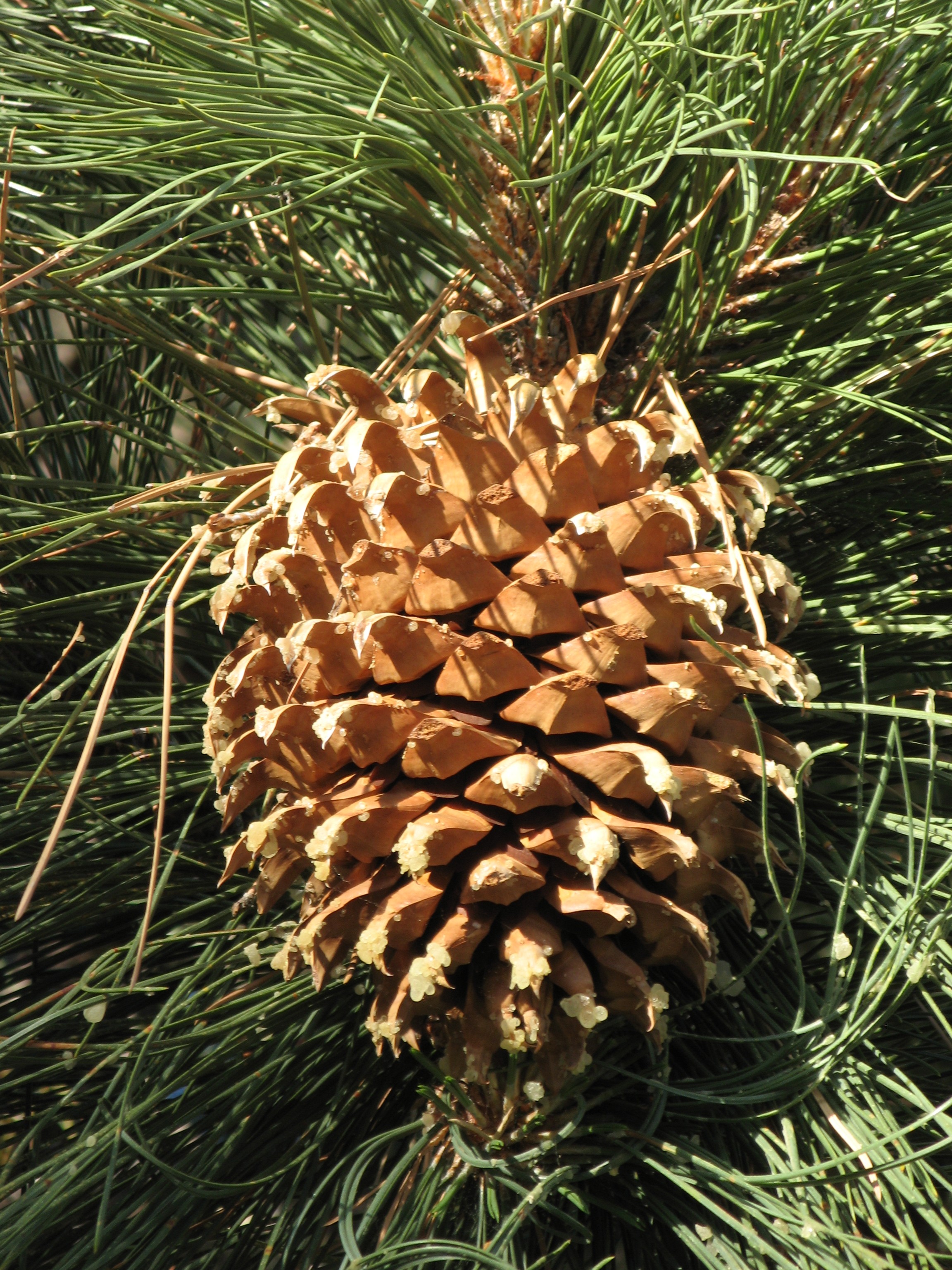 Culter_pine_cone.jpg