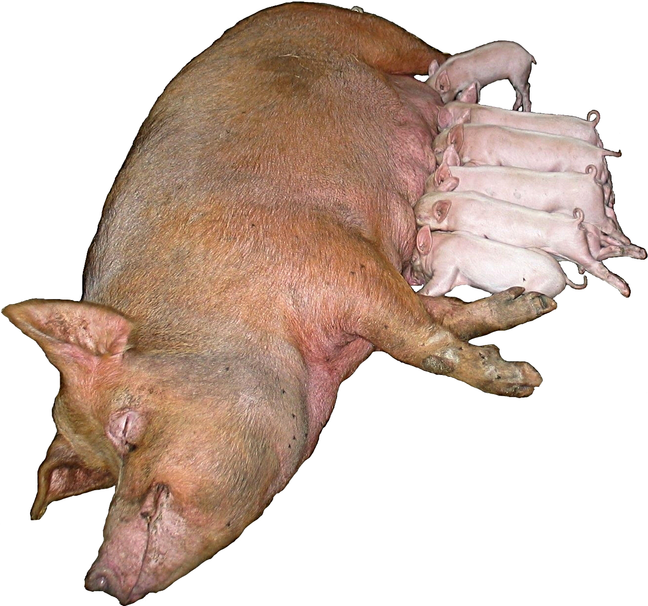 Pig_suckling.png