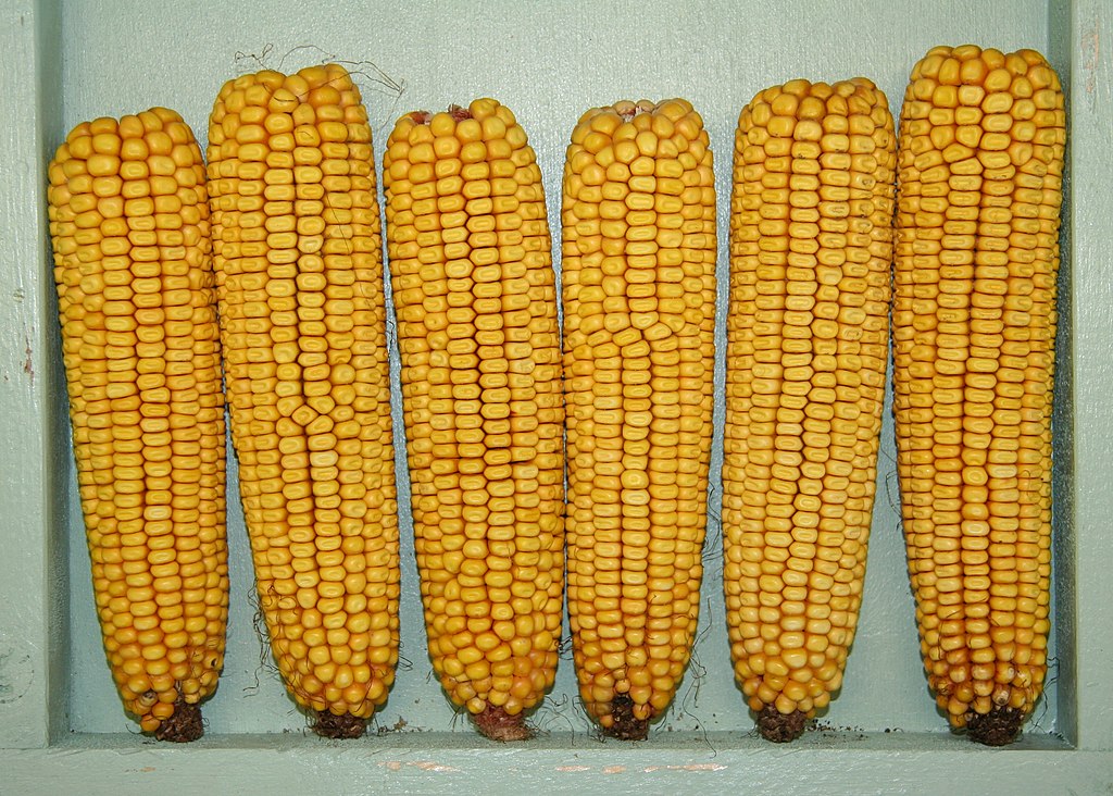 1024px-YellowCorn.jpg