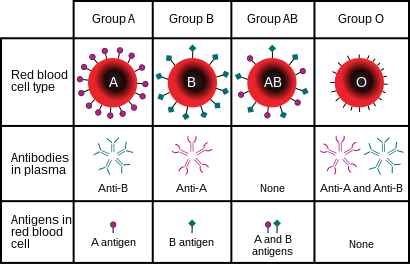 410px-ABO_blood_type.svg.png