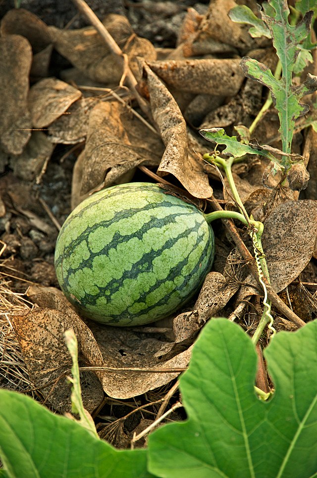 640px-Taiwan_2009_Tainan_City_Organic_Farm_Watermelon_FRD_7962.jpg