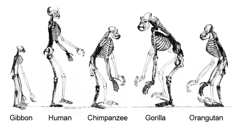 800px-Ape_skeletons.png