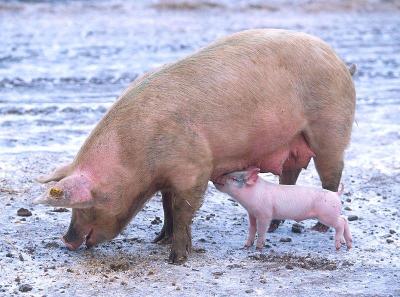 800px-Sow_with_piglet_1.jpg